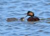 Black-necked Grebe at Bowers Marsh (RSPB) (Graham Oakes) (66623 bytes)