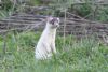 Stoat at Wallasea Island (RSPB) (John Wright) (76727 bytes)