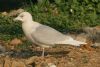 Iceland Gull at Private site with no public access (Steve Arlow) (188320 bytes) Iceland Gull at Private site with no public access (Steve Arlow) (188320 bytes)