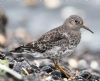 Purple Sandpiper at Gunners Park (Andrew Armstrong) (75409 bytes) Purple Sandpiper at Gunners Park (Andrew Armstrong) (75409 bytes)