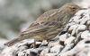 Rock Pipit at Gunners Park (Andrew Armstrong) (62451 bytes)