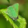 Green Hairstreak at Bowers Marsh (RSPB) (Graham Oakes) (89484 bytes)