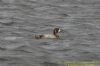 Aythya sp. at West Canvey Marsh (RSPB) (Richard Howard) (64758 bytes)