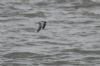 Little Gull at Canvey Point (Jeff Delve) (40797 bytes)