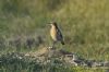 Wheatear at Gunners Park (Richard Howard) (72738 bytes)