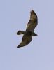 Rough-legged Buzzard at Wallasea Island (RSPB) (Tim Bourne) (19112 bytes)