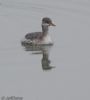 Red-necked Grebe at South Fambridge (Jeff Delve) (39968 bytes)