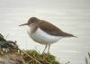 Common Sandpiper at South Fambridge (Paul Baker) (45776 bytes)