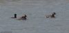 Black-necked Grebe at Bowers Marsh (RSPB) (Jeff Delve) (32765 bytes) Black-necked Grebe at Bowers Marsh (RSPB) (Jeff Delve) (32765 bytes)