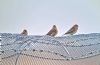 Twite at Wallasea Island (RSPB) (Paul Baker) (82207 bytes)