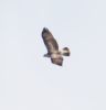 Buzzard at Wallasea Island (RSPB) (Jeff Delve) (53670 bytes) Buzzard at Wallasea Island (RSPB) (Jeff Delve) (53670 bytes)