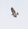 Buzzard at Wallasea Island (RSPB) (Jeff Delve) (53670 bytes)