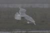 Glaucous Gull at West Canvey Marsh (RSPB) (Martin Cracknell) (30552 bytes) Glaucous Gull at West Canvey Marsh (RSPB) (Martin Cracknell) (30552 bytes)