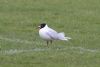 Mediterranean Gull at Fossetts Park (Matt Bruty) (59996 bytes)