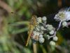 Ruddy Darter at Canvey Way (Jeff Delve) (57736 bytes)