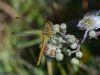 Ruddy Darter at Canvey Way (Jeff Delve) (57736 bytes)