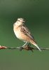 Whinchat at Bowers Marsh (RSPB) (Graham Oakes) (49257 bytes)