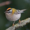 Firecrest at Gunners Park (Andrew Armstrong) (72642 bytes) Firecrest at Gunners Park (Andrew Armstrong) (72642 bytes)