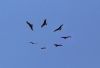 Red Kite at Benfleet (Tim Bourne) (16840 bytes) Red Kite at Benfleet (Tim Bourne) (16840 bytes)