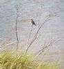 Whinchat at Gunners Park (Paul Baker) (120257 bytes)