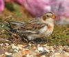 Snow Bunting at Thorpe Bay Seafront (Graham Oakes) (93944 bytes)