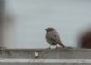 Black Redstart at Westcliff (Andrew Armstrong) (38981 bytes) Black Redstart at Westcliff (Andrew Armstrong) (38981 bytes)
