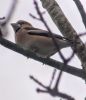 Hawfinch at Pound Wood (Tim Bourne) (51135 bytes)