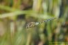 Migrant Hawker at Vange Marsh (RSPB) (Richard Howard) (40857 bytes)