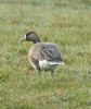White-fronted Goose at Bowers Marsh (RSPB) (Graham Oakes) (98960 bytes)