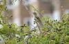 Wryneck at Gunners Park (Graham Mee) (69651 bytes)