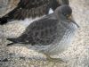 Purple Sandpiper at Southend Pier (Matt Bruty) (85495 bytes)