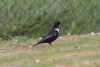 Ring Ouzel at Oxenham Farm (Jeff Delve) (54573 bytes)