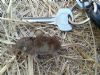 Pygmy Shrew at West Canvey Marsh (RSPB) (Terry Blackwell) (141289 bytes)