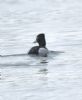 Ring-necked Duck at Bowers Marsh (RSPB) (Graham Oakes) (145616 bytes)