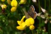 Brown Argus at Canvey Wick (Mike Bailey) (49299 bytes) Brown Argus at Canvey Wick (Mike Bailey) (49299 bytes)
