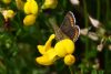 Brown Argus at Canvey Wick (Mike Bailey) (49299 bytes)