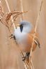 Bearded Tit at Bowers Marsh (RSPB) (Graham Oakes) (48356 bytes)
