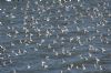 Sanderling at Gunners Park (Graham Mee) (98484 bytes)