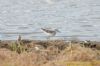 Wood Sandpiper at West Canvey Marsh (RSPB) (Richard Howard) (97964 bytes)