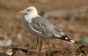 Caspian Gull at Private site with no public access (Steve Arlow) (44621 bytes) Caspian Gull at Private site with no public access (Steve Arlow) (44621 bytes)