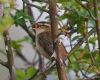 Sedge Warbler at Gunners Park (Vince Kinsler) (81380 bytes)