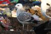 Caspian Gull at Private site with no public access (Steve Arlow) (67599 bytes) Caspian Gull at Private site with no public access (Steve Arlow) (67599 bytes)