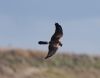 Pallid Harrier at Wallasea Island (RSPB) (Vince Kinsler) (26371 bytes)