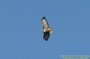 Buzzard at Benfleet Downs (Richard Howard) (49776 bytes)