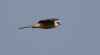 Red-footed Falcon at Bowers Marsh (RSPB) (Gordon Appleton) (10794 bytes) Red-footed Falcon at Bowers Marsh (RSPB) (Gordon Appleton) (10794 bytes)