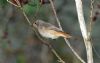 Redstart at Two Tree Island (West) (Vince Kinsler) (146289 bytes)