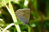 Purple Hairstreak at Belfairs N.R. (Vince Kinsler) (53974 bytes)