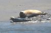 Common Seal at River Roach (Graham Mee) (60780 bytes)