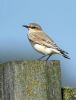 Wheatear at Bowers Marsh (RSPB) (Graham Oakes) (75168 bytes)