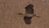 Bittern at Wat Tyler Country Park (Gordon Appleton) (30251 bytes)